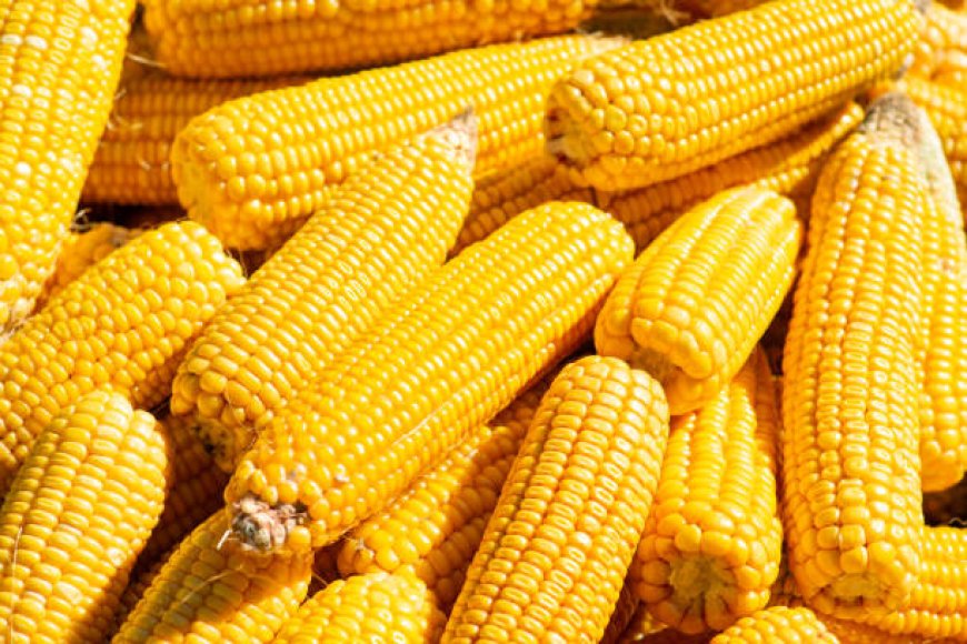 Corn: The Golden Grain Your Diet Needs