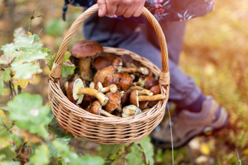 Mushrooms: The Culinary All-Rounder