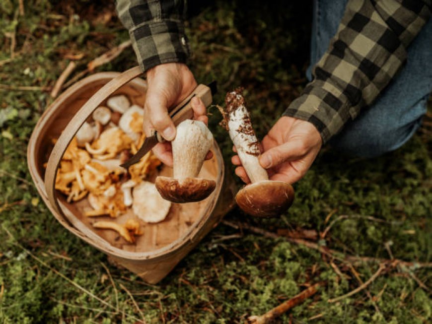 Mushrooms: The Culinary All-Rounder