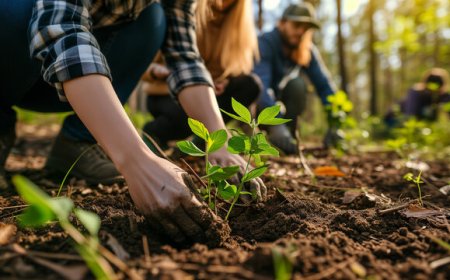 Afforestation: A Green Step Toward a Healthier Planet