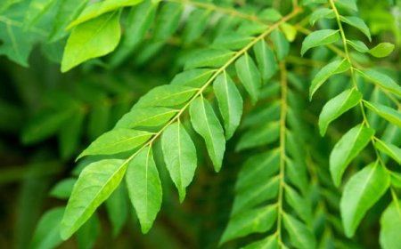 Kadhi Leaves: A Natural Secret for Stronger, Healthier Hair