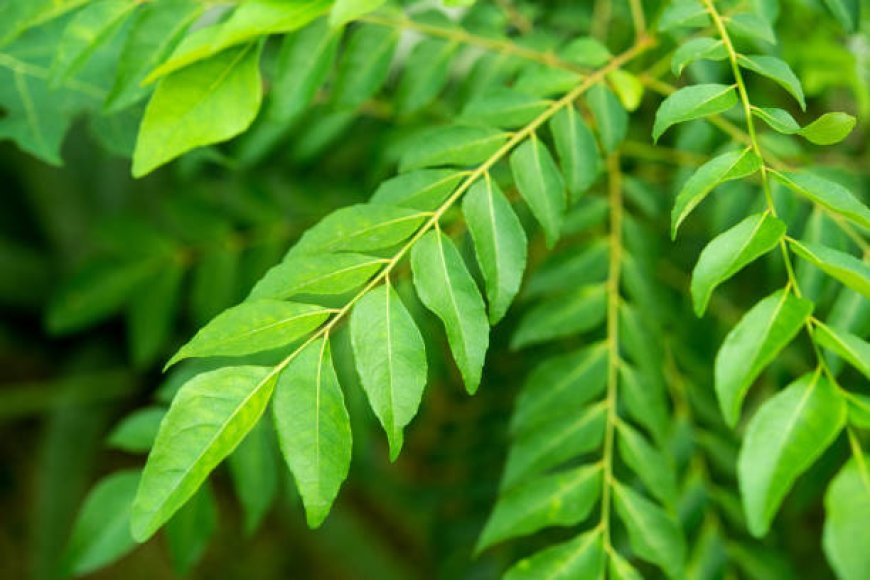 Kadhi Leaves: A Natural Secret for Stronger, Healthier Hair